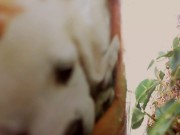 A beautiful giantess makes you spy on her big feet in the garden spying on her all the time! 11/16