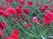 A falta de pollas masturbación entre amapolas 16/16