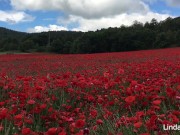 A falta de pollas masturbación entre amapolas 4/16