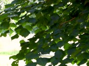 54KG Trampoline Girl 1/16