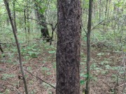 Красивая цыпочка попалась в лесу 15/16