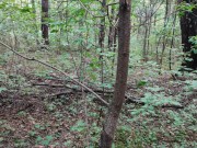 Красивая цыпочка попалась в лесу 16/16