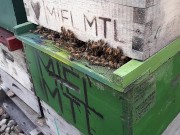 who got the bees we got the bees 13/16