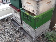 who got the bees we got the bees 4/16