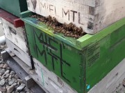 who got the bees we got the bees 7/16