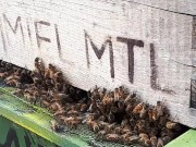 netty bees vr  14/16