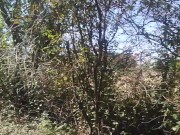 THE SUCKENING - Zombie Girl Sucks A Cock POV - Risky Public Outdoor Blowjob Ends w Oral Creampie 3/16