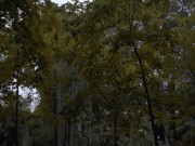 Lonely Ebony Sexy Teen Gets Fucked In Woods By Big Black Dick 1/16