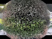 ballbusting femdom 9/16