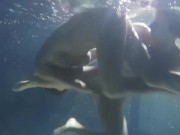 Lesbians and solo girls make out underwater 14/16