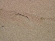 Gorgeous Teen Agnes Bathes Her Beautiful Naked Body In The Ocean! 6/16