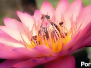 Alice-----picked-----the-----wrong-----hole? 11/16