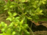 Hot retro porn with a sexy blonde milf fucked hard in the park 8/16