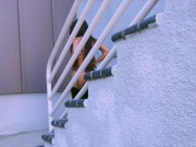 Petite Asian Fuck Doll Cj Miles 3/16