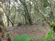 TRY NOT CUM WITH THIS FUCK IN THE FOREST LOOKING FOR SOME PRIVACY 1/16