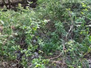 Прекрасный секс на пикнике 3/16