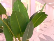 Unlucky Shoplifter Fucked in Mall Toilet - Real Public - Risky Sex - POV 1/16