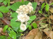 Mushroom Foraging - Pinay Sex in the Pouring Rain ASMR 3/16