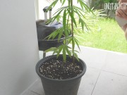 Do not drink Afghan sage tea 2/16