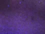 GROOBYVR: ANAL POV WITH LEILANI LI 1/16